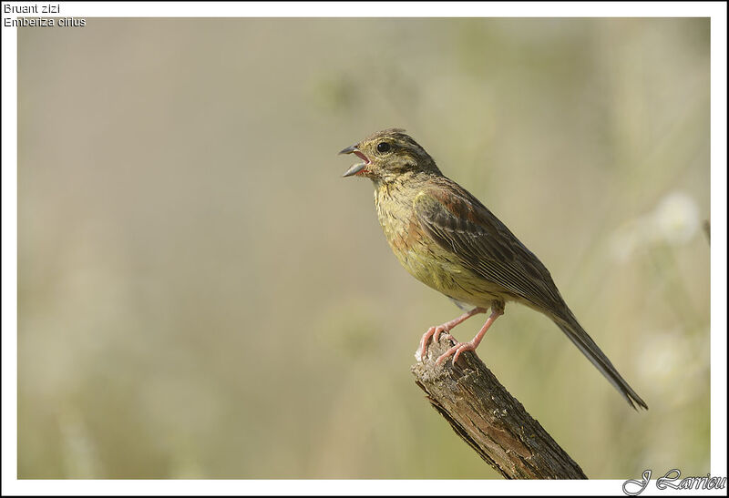 Cirl Bunting male Second year