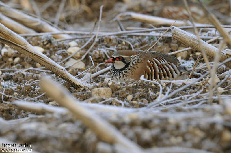 Red-legged Partridgeadult, camouflage, Reproduction-nesting